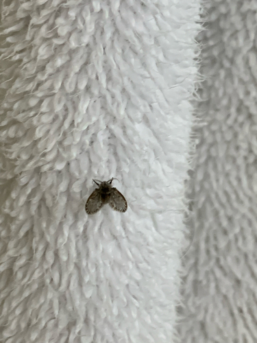 Unknown species found near China Spring Rd, Waco, TX, US