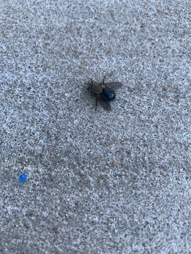 Unknown species found near Tulsa County, OK, USA