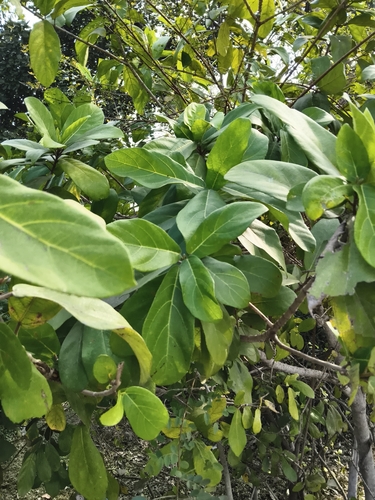 Opposite Leaf Fig