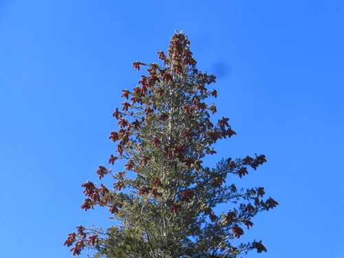 iNaturalist observation 2025-11-30