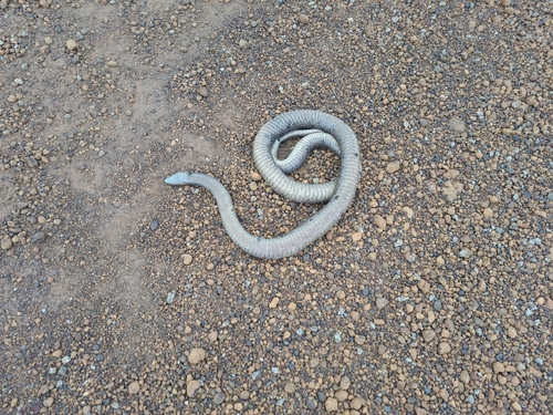 Mainland Dugite sighting