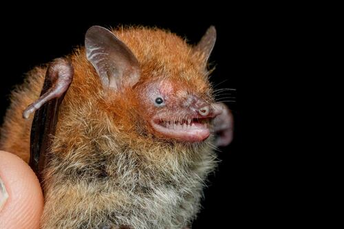 Flores Tube-nosed Bat (Murina florium) — Least Concern Mammalia