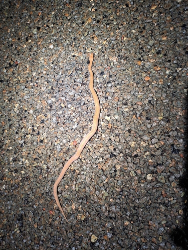 Pygmy Python sighting