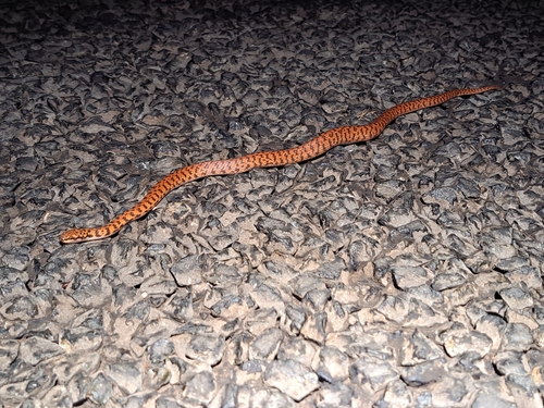 Rosen's Snake sighting