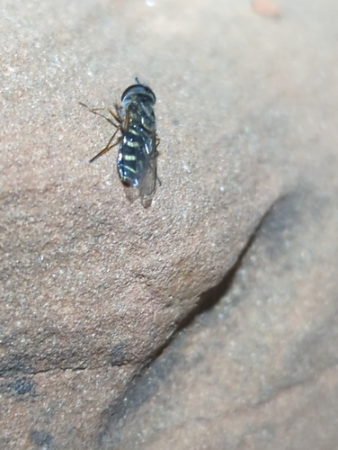 Unknown species found near Garfield County, UT, USA