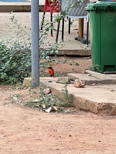Yellow-crowned Gonolek