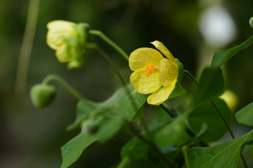yellow fautu (Abutilon pitcairnense)