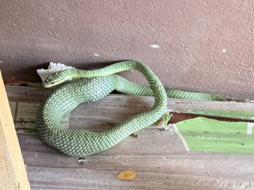 Golden Tree Snake