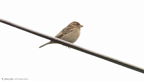 House Sparrow