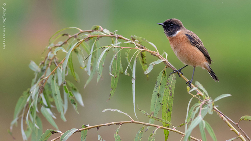 Siberian Stonechat