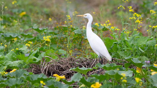 Eastern Cattle-Egret