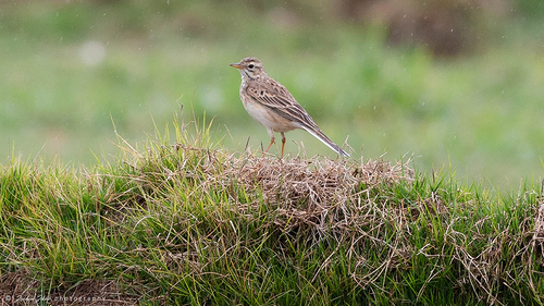 Richard's Pipit