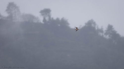 Common Snipe
