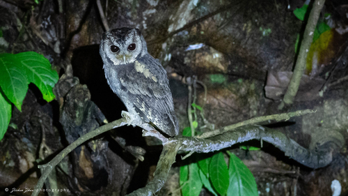 Collared Scops-Owl