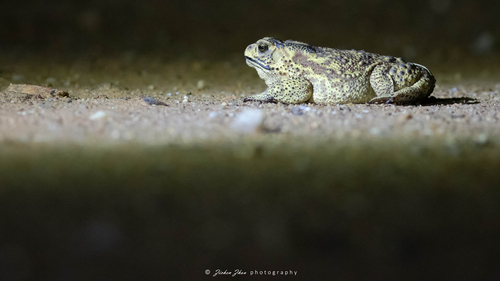 Asian Common Toad
