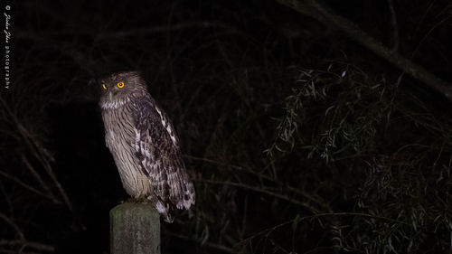 Brown Fish-Owl