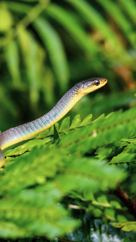 Common Tree Snake sighting