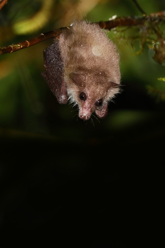 Moss-forest Blossom Bat (Syconycteris hobbit) — Least Concern Mammalia