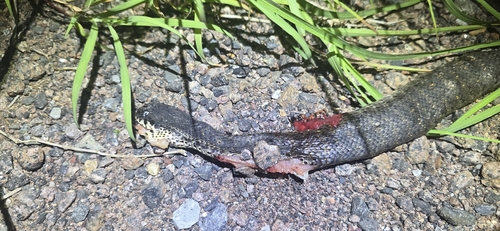 Rough-scaled Death Adder sighting