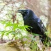 Forest Raven - Photo (c) andrew_mc, all rights reserved
