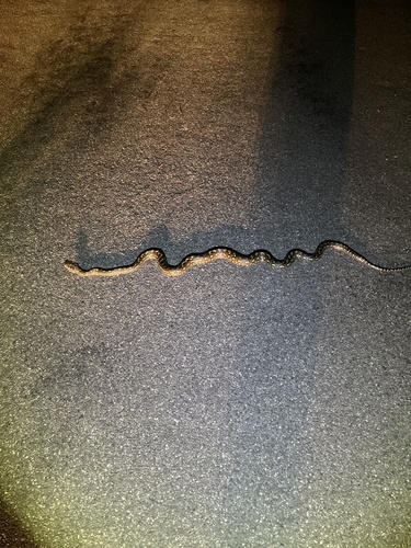 Coastal Carpet Python sighting