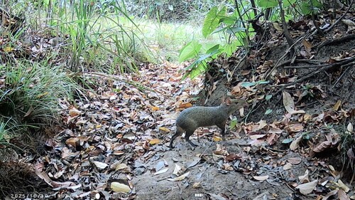 Azara's Agouti