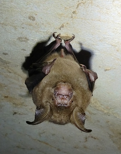 Great Roundleaf Bat