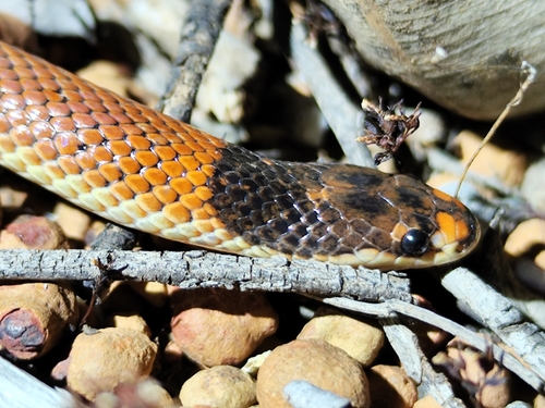 Gould's Hooded Snake sighting