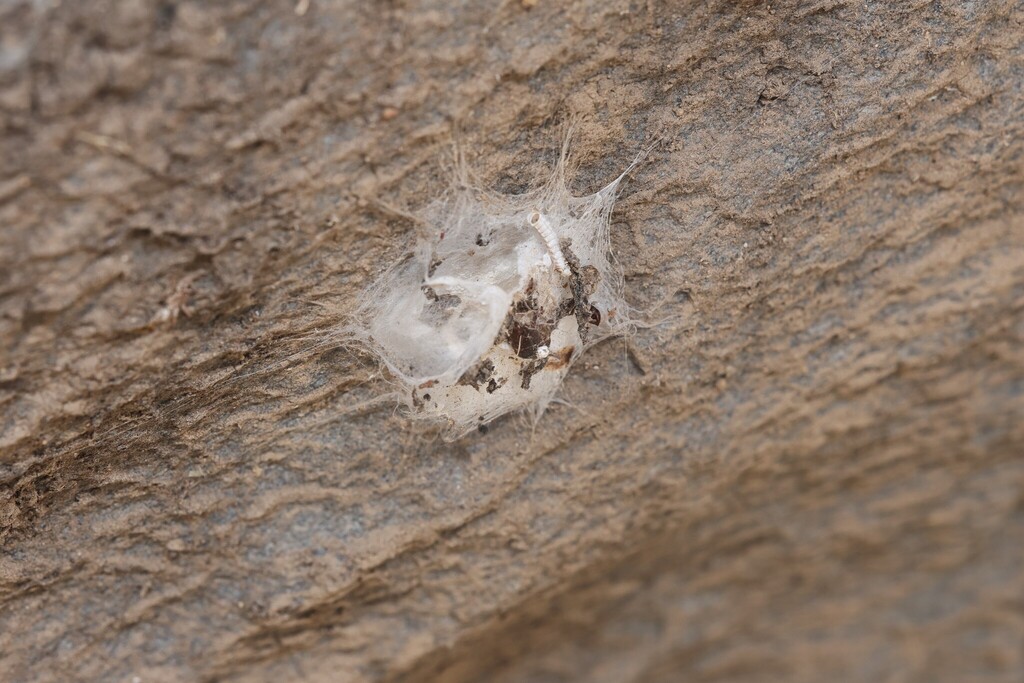 Round Spider Desert Round-headed Spiders from 中国北京市石景山区五里坨 邮政编码: 100042 on November ...