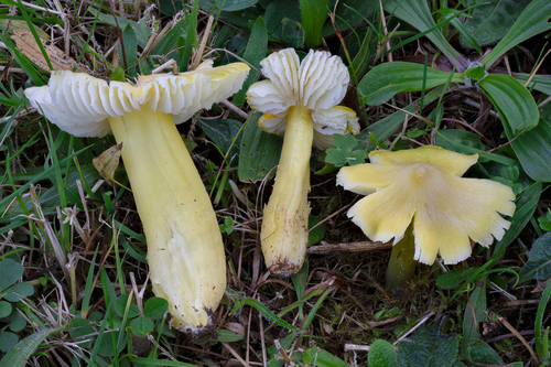 Hygrocybe citrinovirens (J.E.Lange) Jul.Schäff.