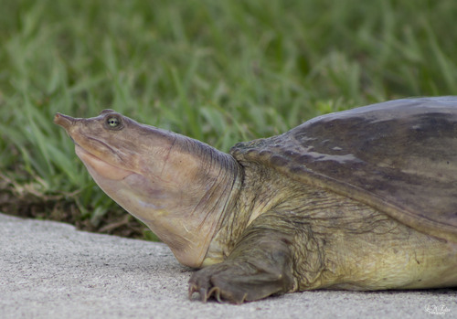 Florida Softshell Turtle
