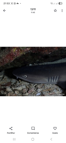 Triaenodon obesus