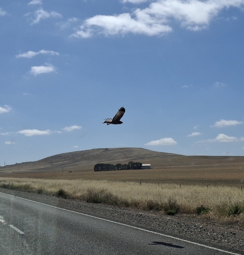 Spotted Harrier