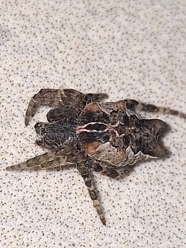 Tropical Tent-web Spider