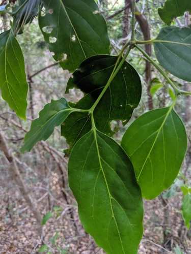Psydrax lamprophylla