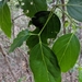 Large-leaved Canthium - Photo (c) Julian Radford-Smith, all rights reserved, uploaded by Julian Radford-Smith