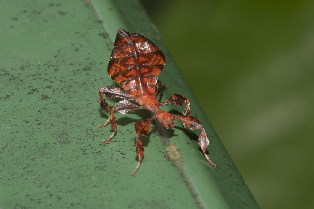 Gray's Leaf Insect from Central Water Catchment, Singapore on November ...