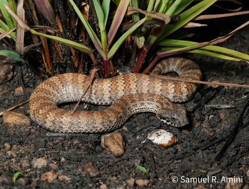 Plains Death Adder sighting
