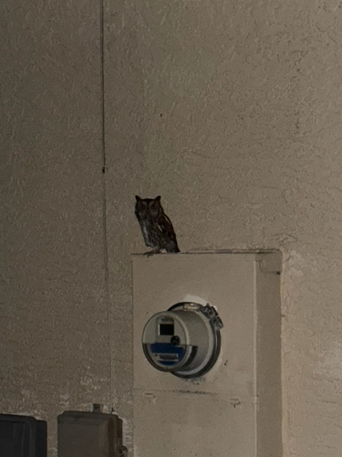 View observation of {o.common_name} on iNaturalist