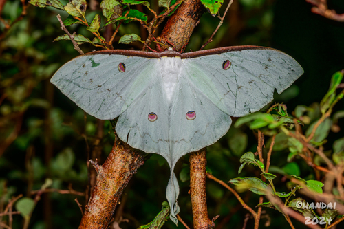 South China Moon Moth