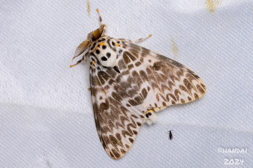 Pink Lymantria Moth