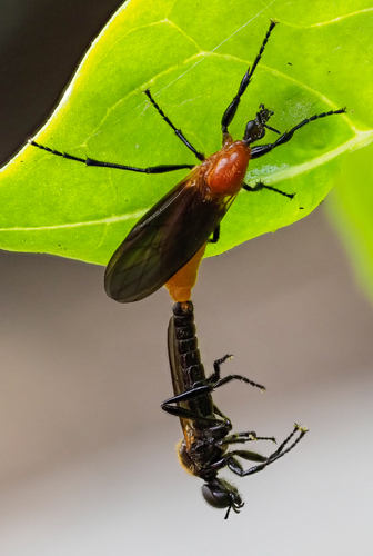 Itun Insect Observations by itsabugslife · iNaturalist