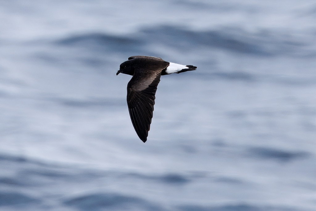 Rand Rudland Wedge-rumped Storm-Petrel from At Sea San Cristobal to Isabela on ...