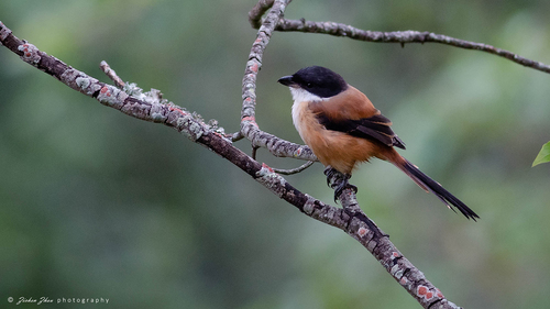 Himalayan Black-headed Shrike