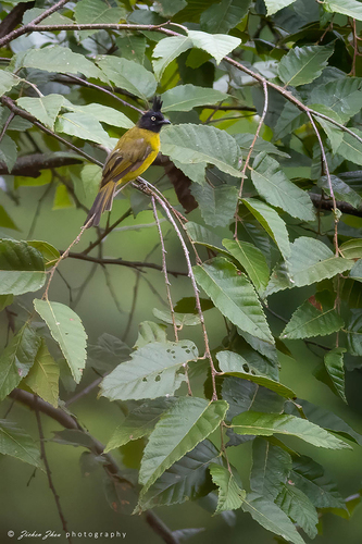 Black-crested Bulbul