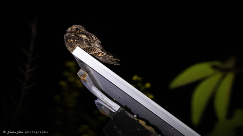 Gray Nightjar