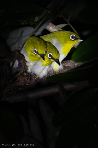 Indian White-eye