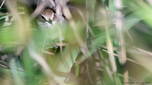 Grey Bushchat