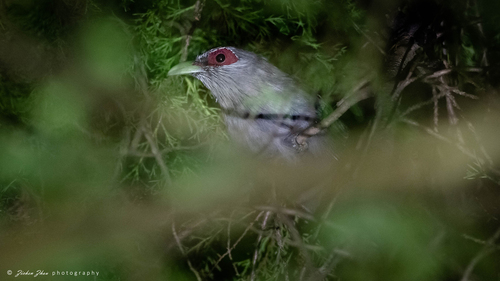 Green-billed Malkoha