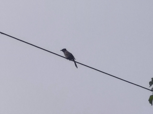Red-vented Bulbul